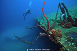 Hilma Hooker on Bonaire by Christa Van Den Driessche 